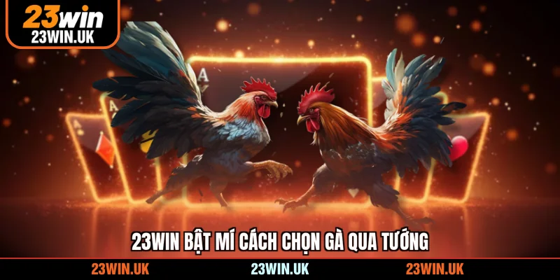 23WIN Bật mí cách chọn gà qua tướng
