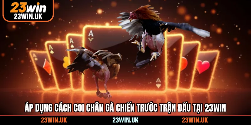 Áp dụng cách coi chân gà chiến trước trận đấu tại 23WIN