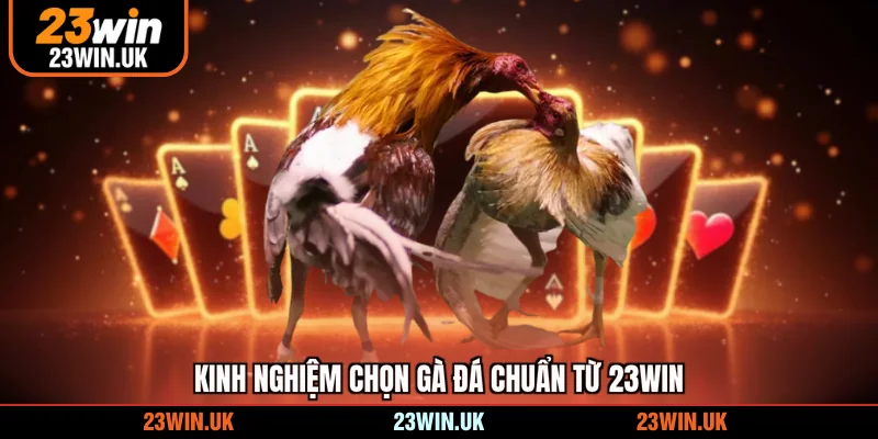 Kinh nghiệm chọn gà đá chuẩn từ 23WIN
